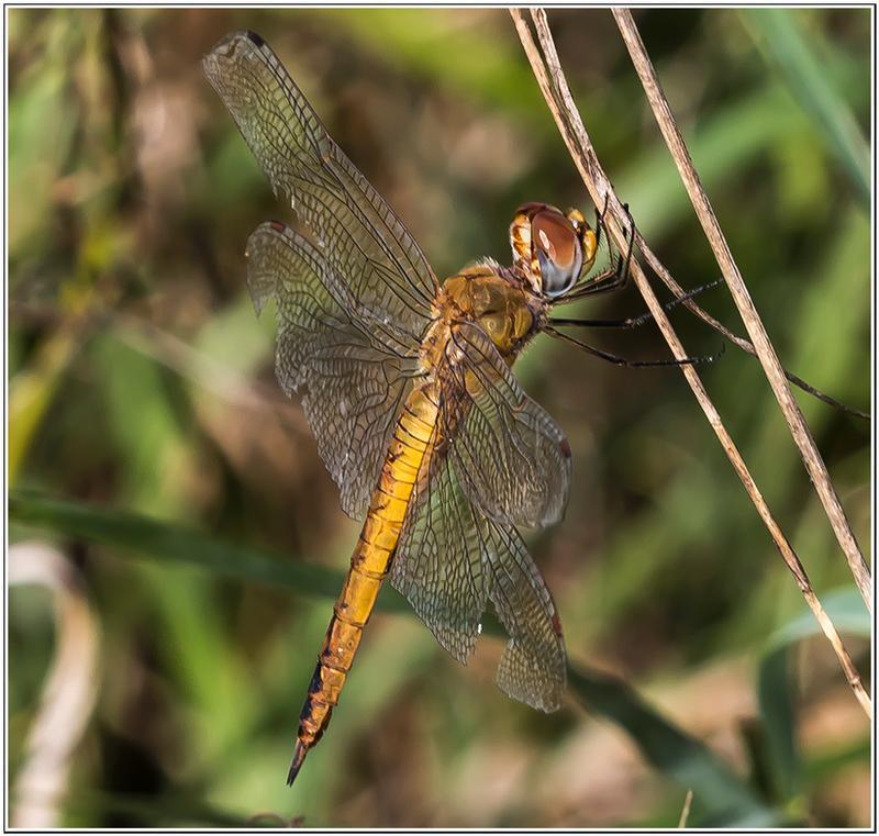 Photo of Wandering Glider