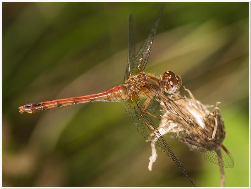 Photo of Autumn Meadowhawk