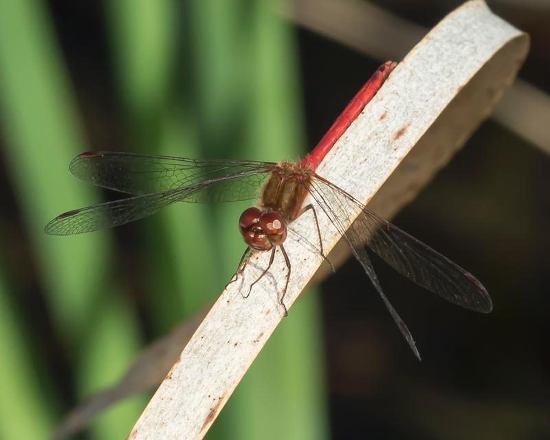 Photo of Autumn Meadowhawk