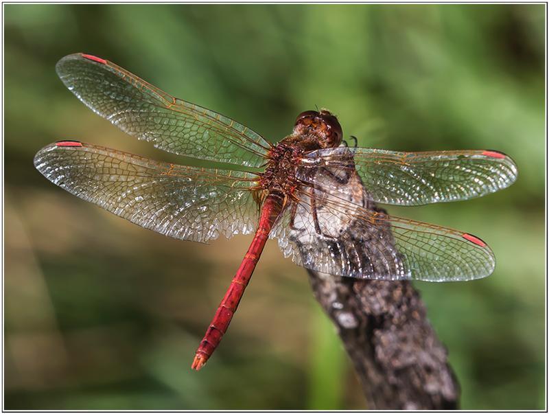 Photo of Saffron-winged Meadowhawk