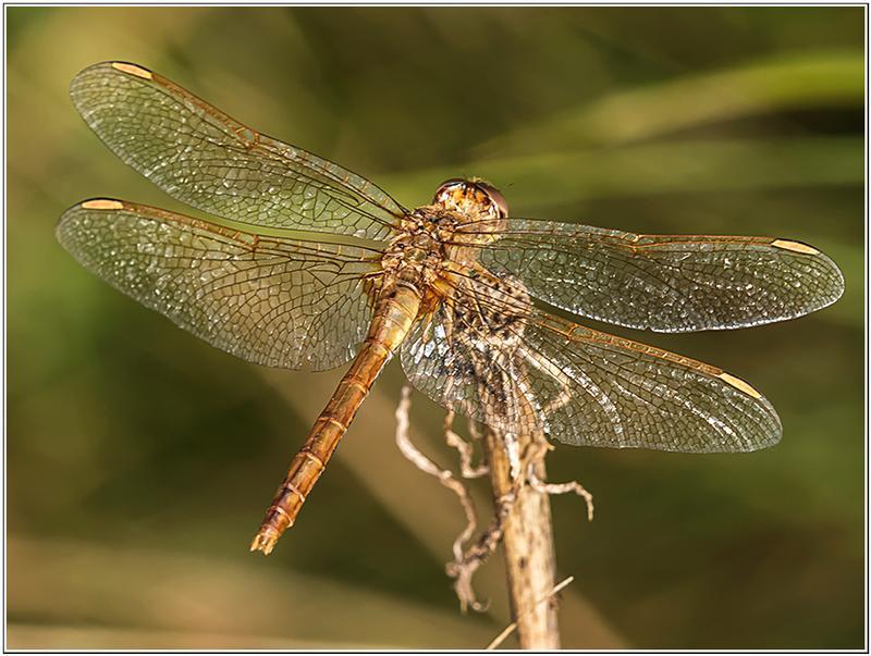 Photo of Saffron-winged Meadowhawk