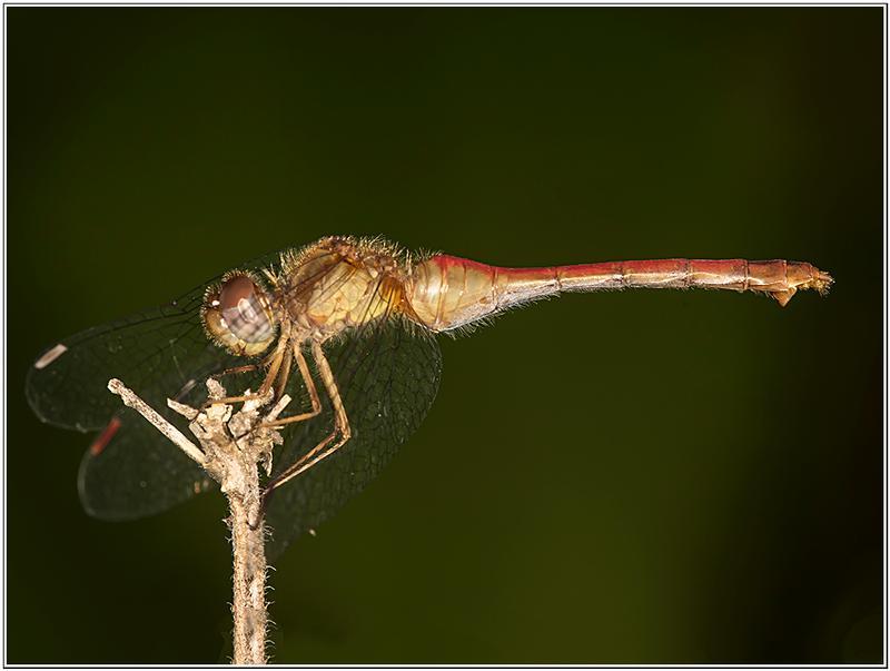 Photo of Autumn Meadowhawk