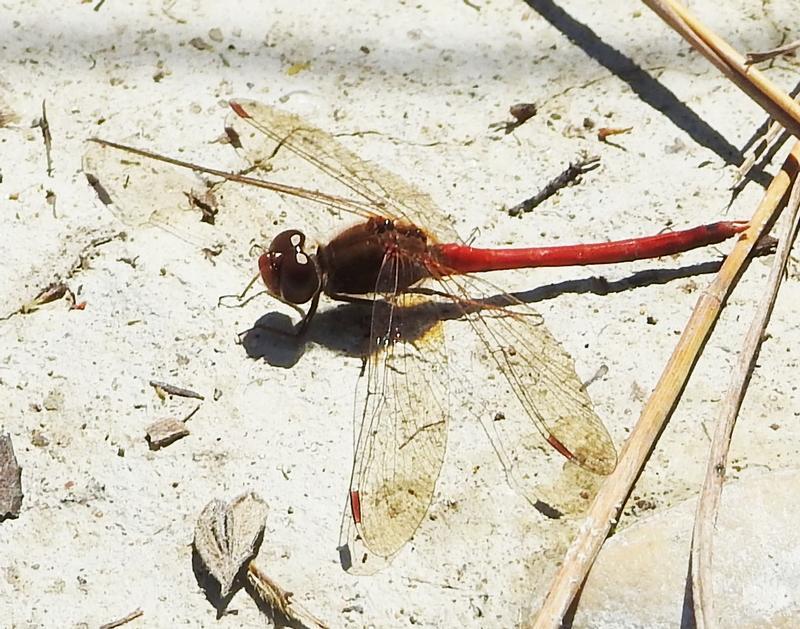 Photo of Autumn Meadowhawk