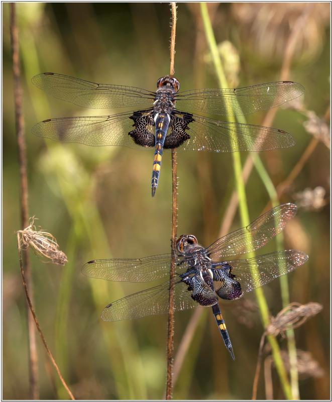 Photo of Black Saddlebags