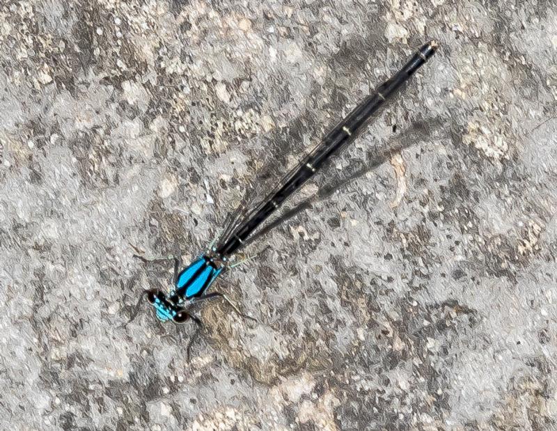 Photo of Blue-tipped Dancer