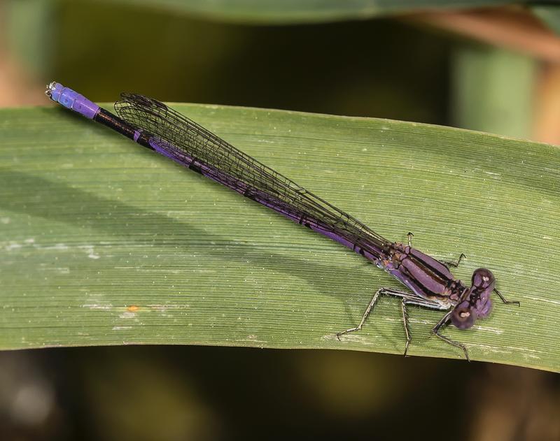 Photo of Variable Dancer (Violet Dancer ssp.)