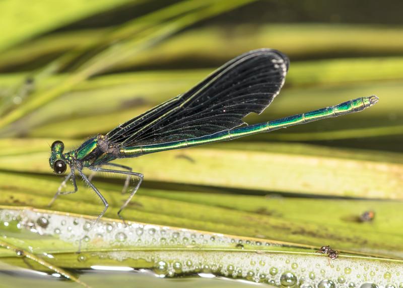 Photo of Ebony Jewelwing