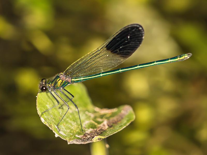 Photo of River Jewelwing