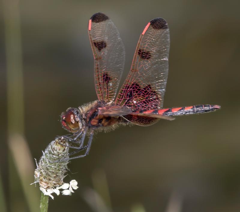 Photo of Calico Pennant