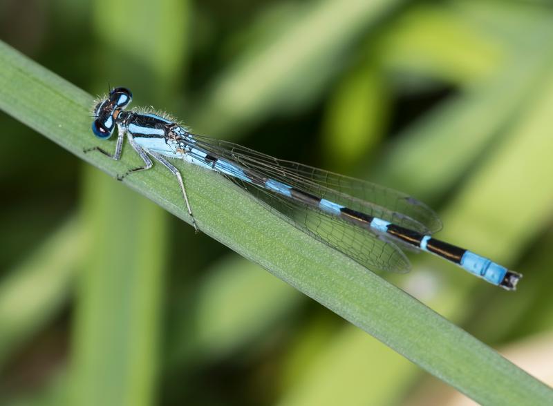 Photo of Familiar Bluet