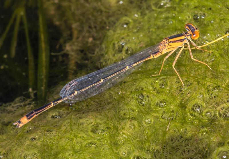 Photo of Orange Bluet