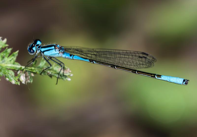 Photo of Azure Bluet