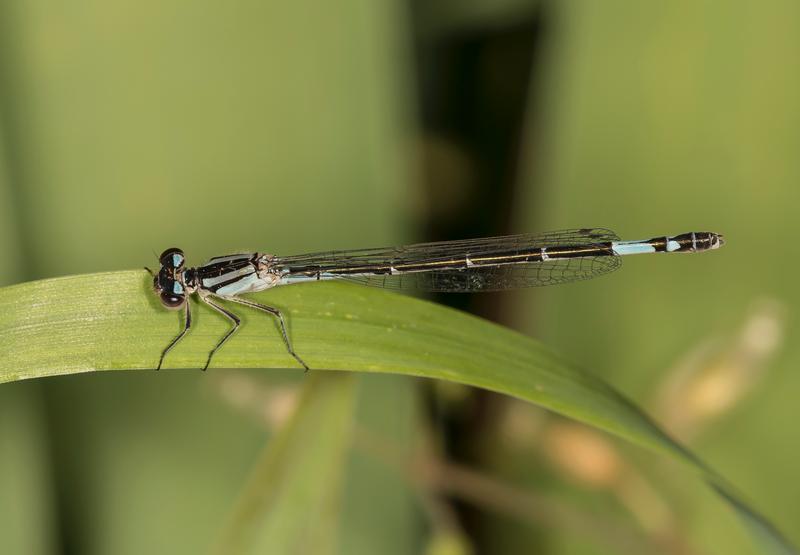Photo of Azure Bluet