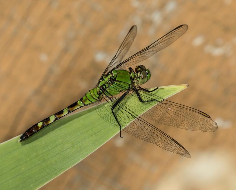 Photo of Eastern Pondhawk