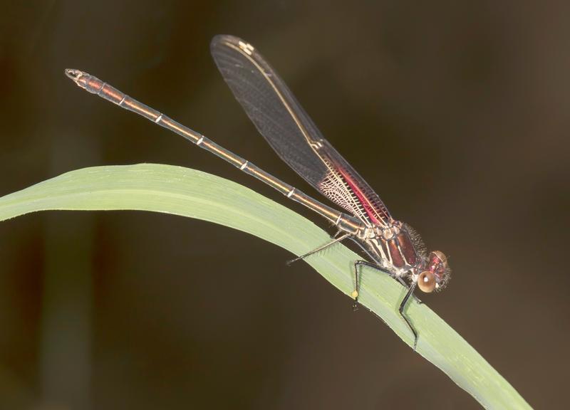 Photo of American Rubyspot