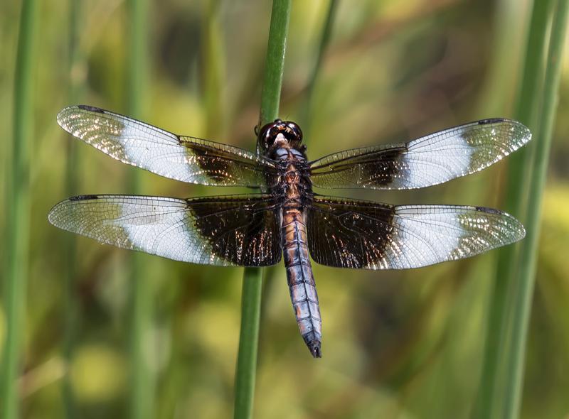 Photo of Widow Skimmer