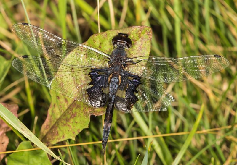 Photo of Black Saddlebags