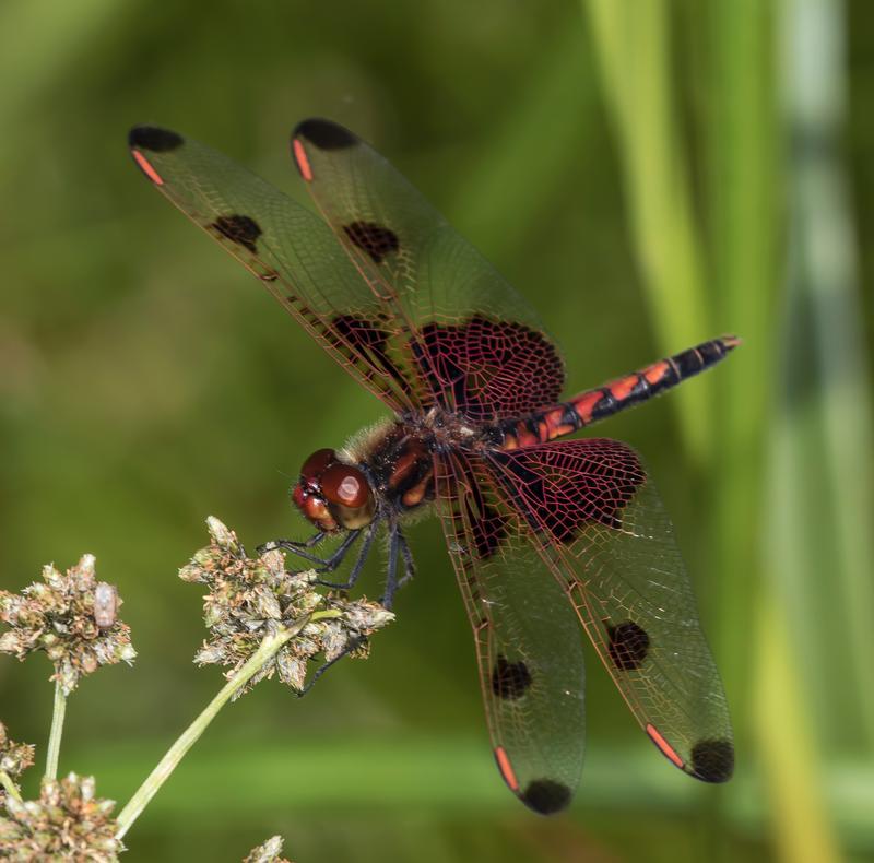 Photo of Calico Pennant