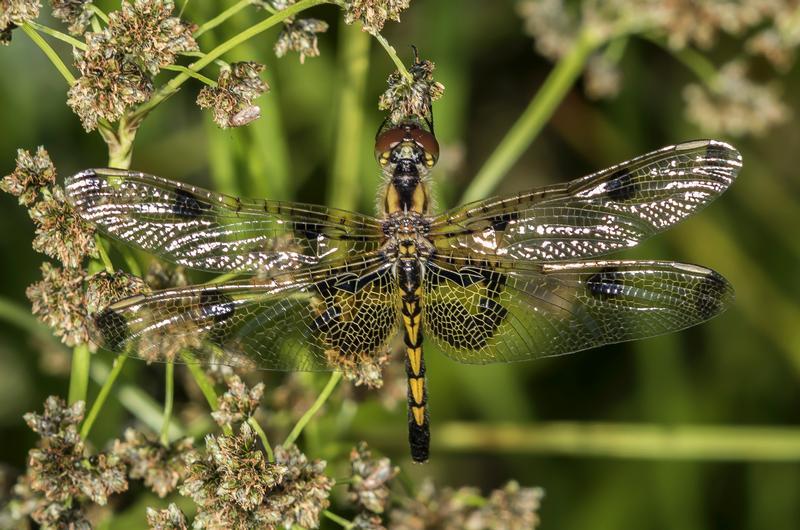 Photo of Calico Pennant