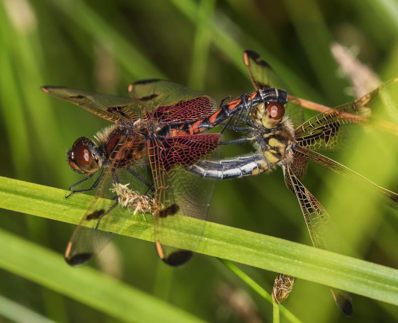 Photo of Calico Pennant
