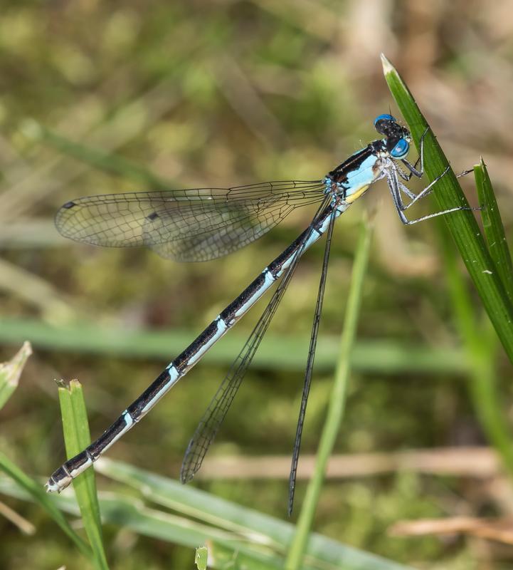 Photo of Aurora Damsel