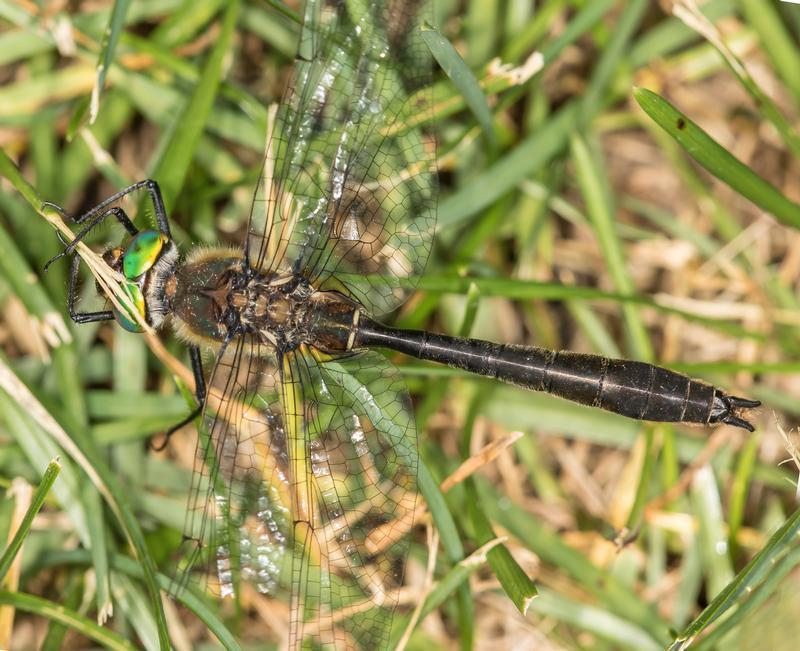 Photo of American Emerald