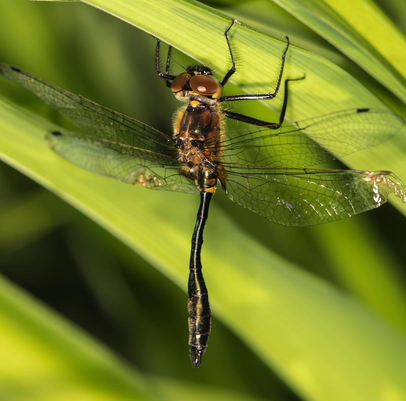 Photo of Racket-tailed Emerald