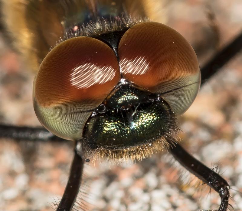 Photo of Racket-tailed Emerald