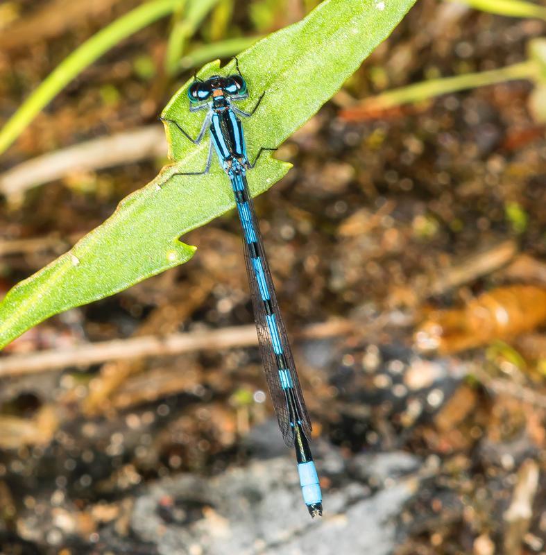 Photo of Hagen's Bluet