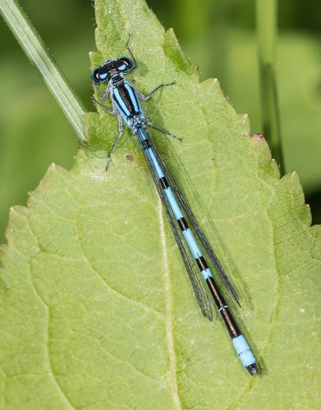 Photo of Hagen's Bluet
