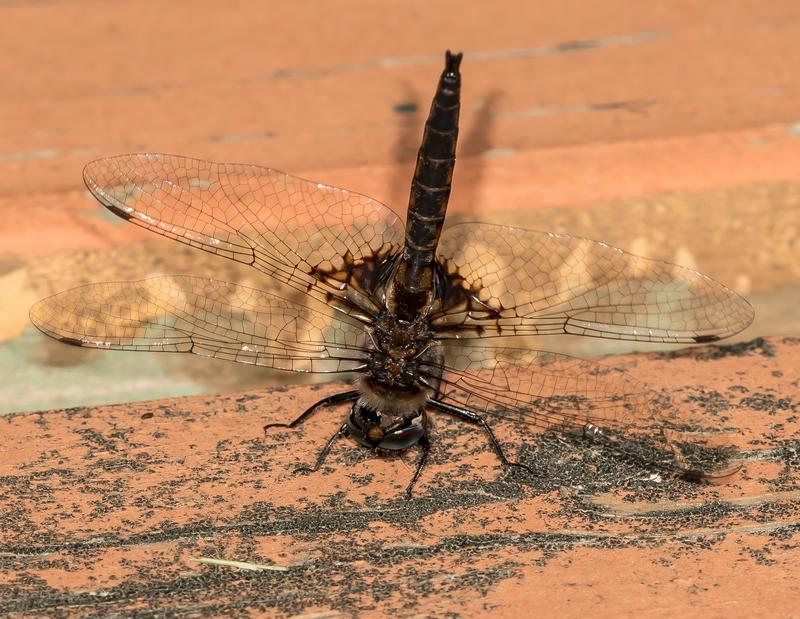 Photo of Common Baskettail