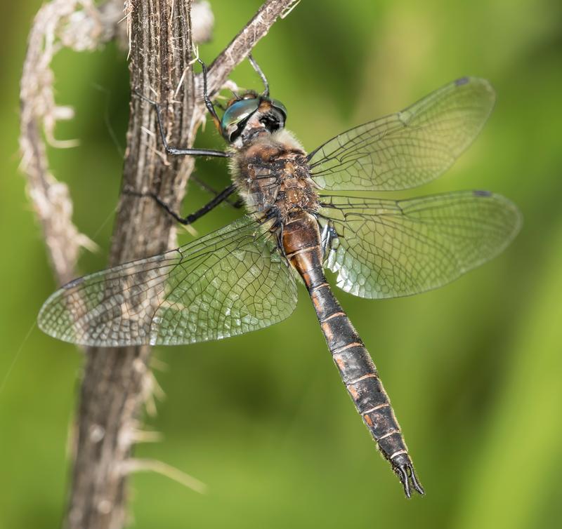 Photo of Spiny Baskettail