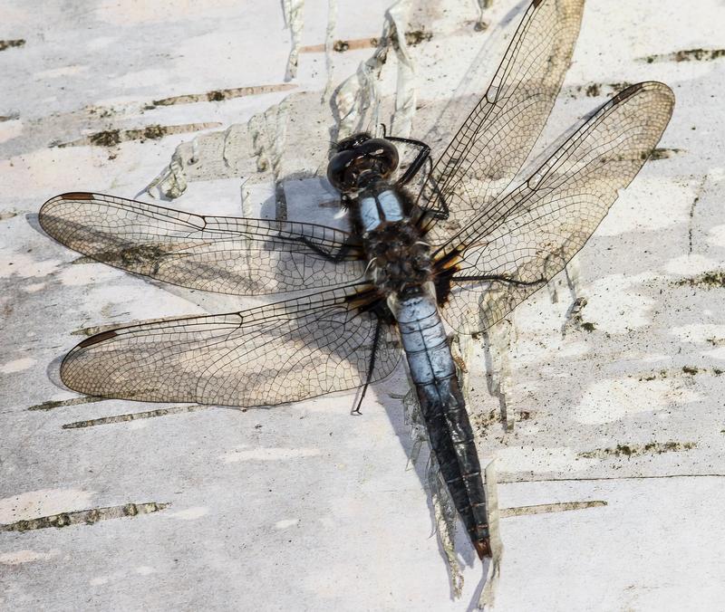 Photo of Chalk-fronted Corporal