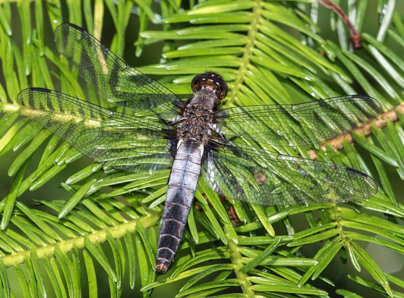Photo of Chalk-fronted Corporal