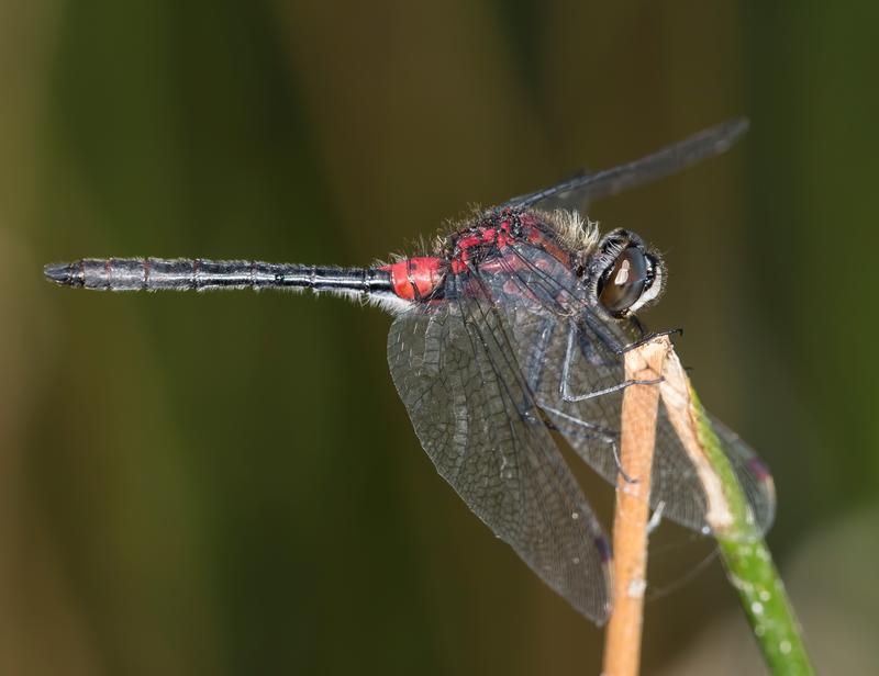 Photo of Crimson-ringed Whiteface