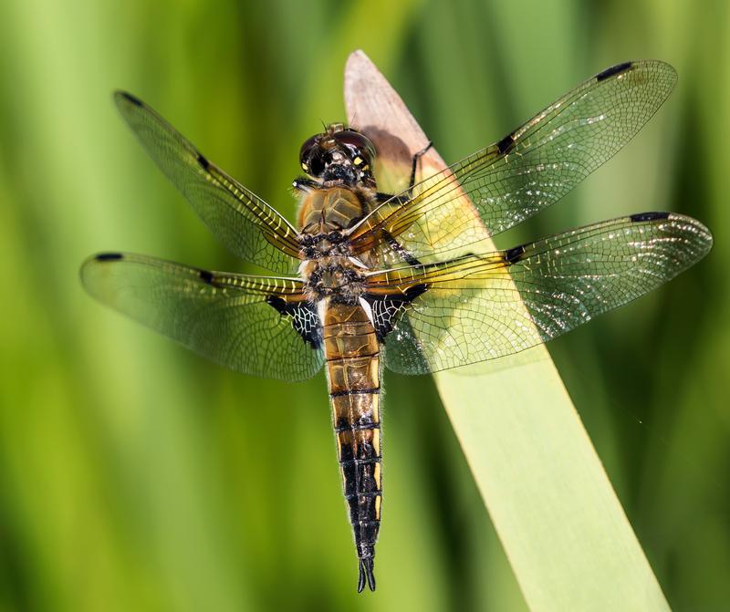 Photo of Four-spotted Skimmer