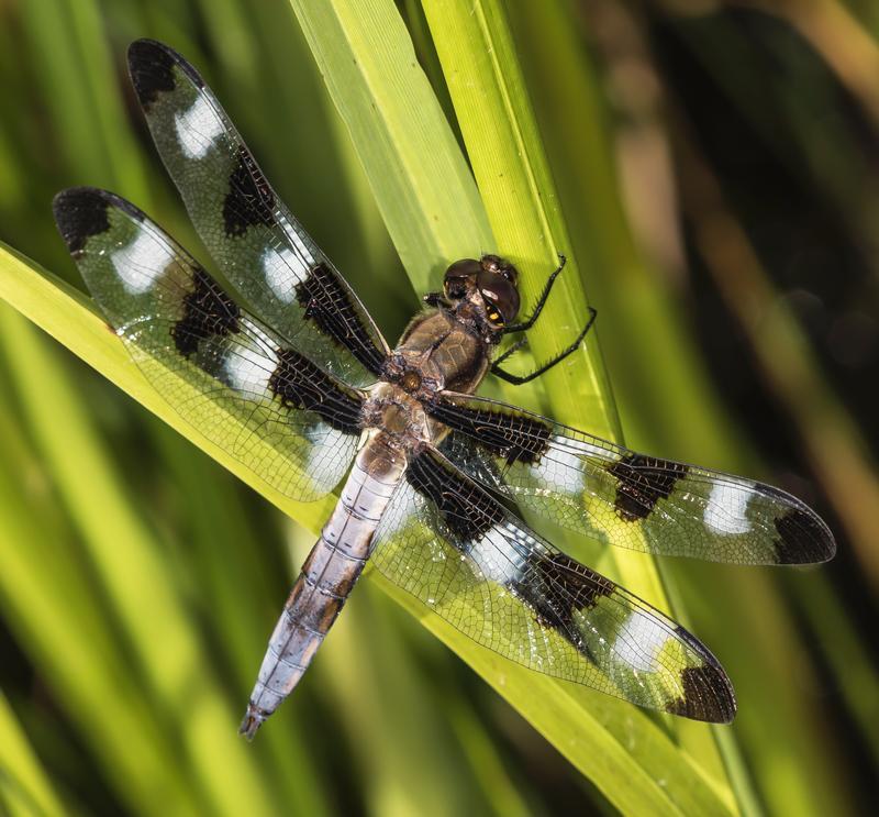 Photo of Twelve-spotted Skimmer