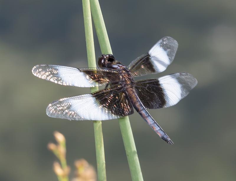 Photo of Widow Skimmer