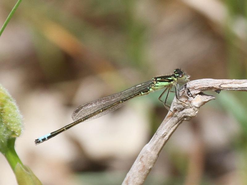 Photo of Eastern Forktail