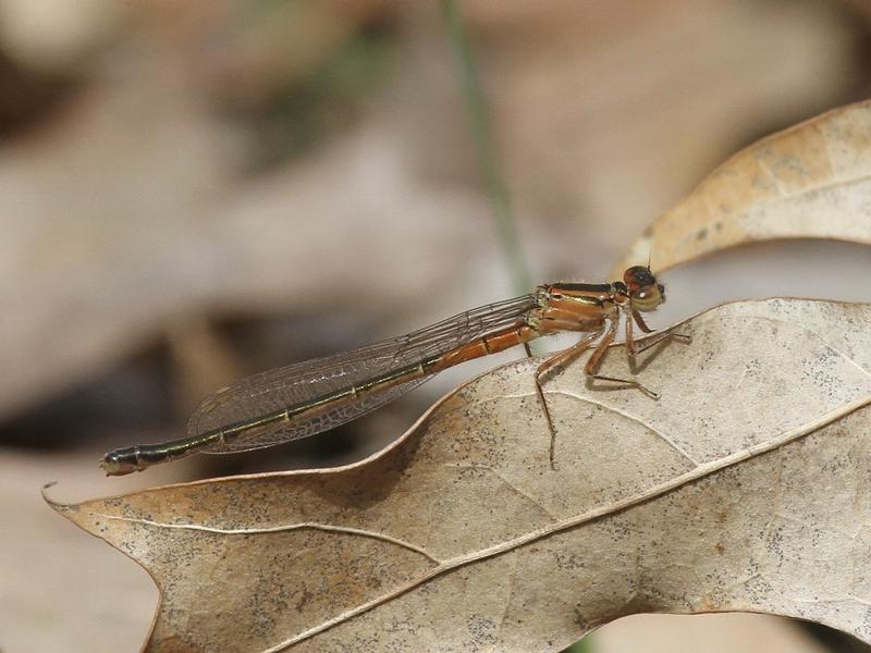 Photo of Eastern Forktail