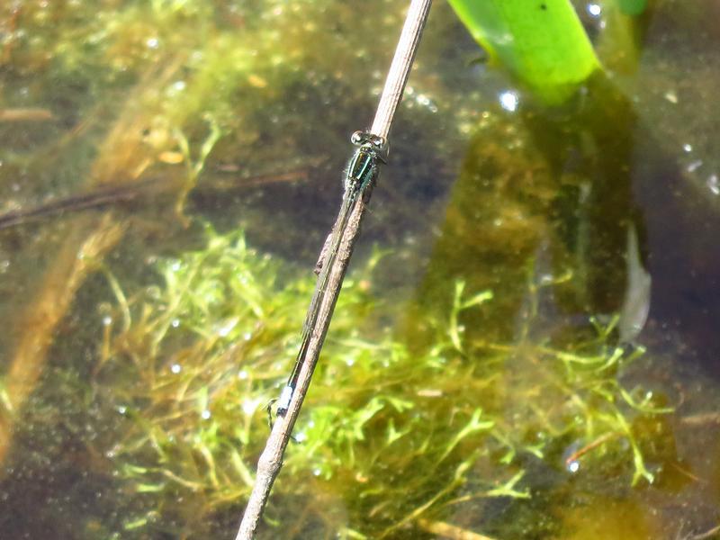 Photo of Eastern Forktail