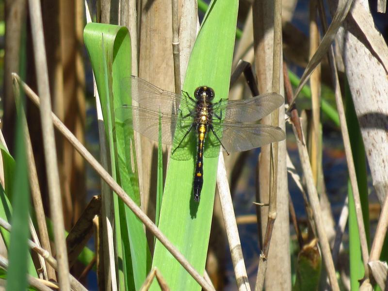 Photo of Dot-tailed Whiteface