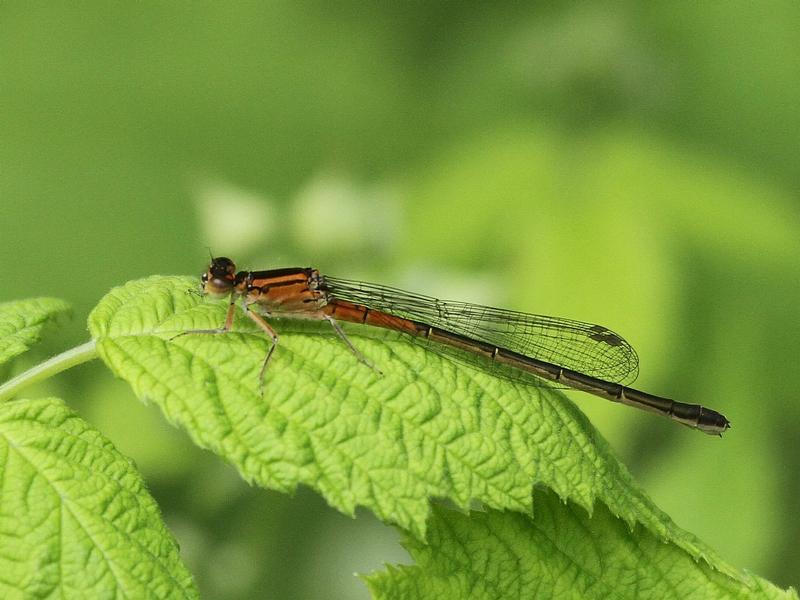 Photo of Eastern Forktail