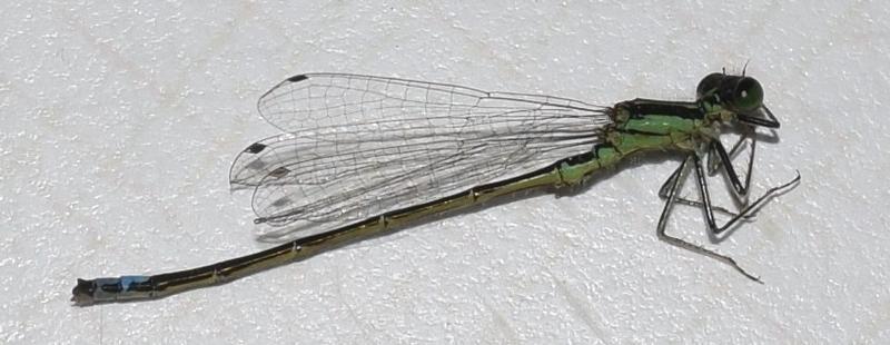 Photo of Eastern Forktail