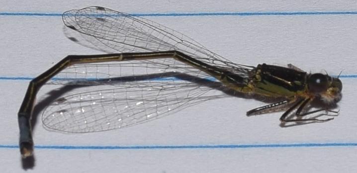 Photo of Eastern Forktail