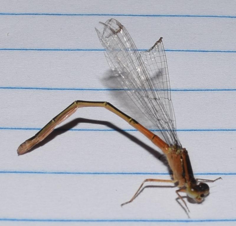 Photo of Eastern Forktail