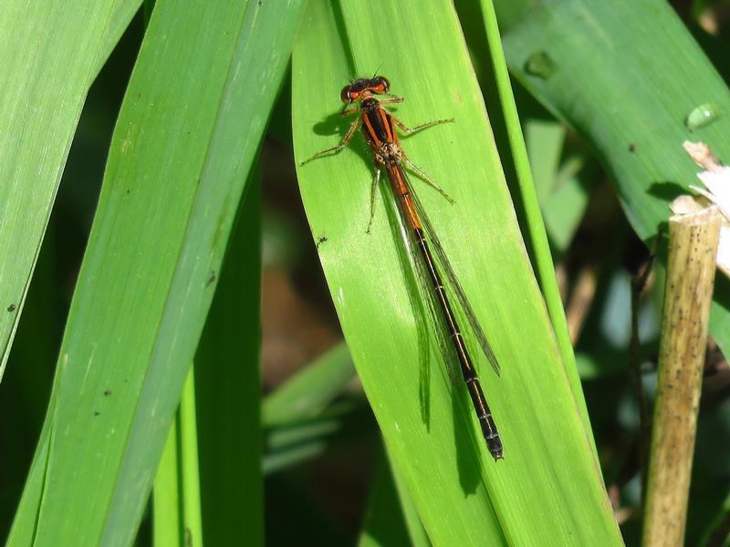 Photo of Eastern Forktail