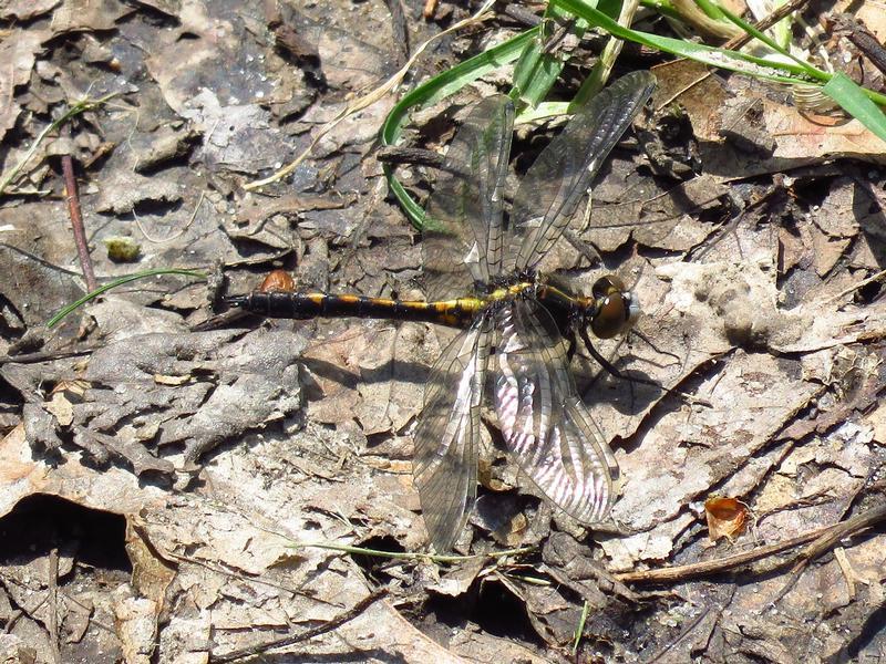 Photo of Dot-tailed Whiteface
