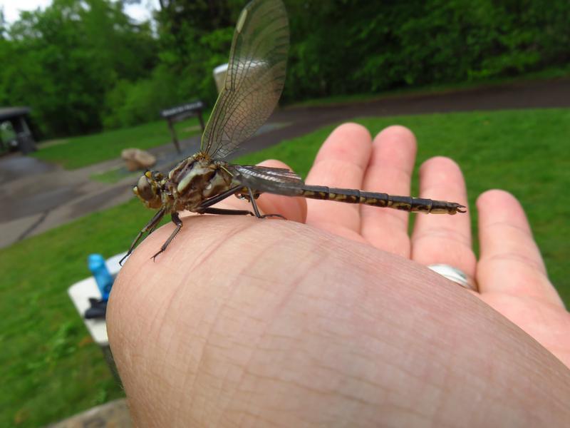 Photo of Dusky Clubtail