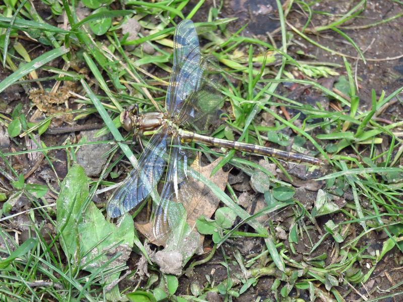 Photo of Dusky Clubtail
